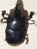 Oxysternus maximus